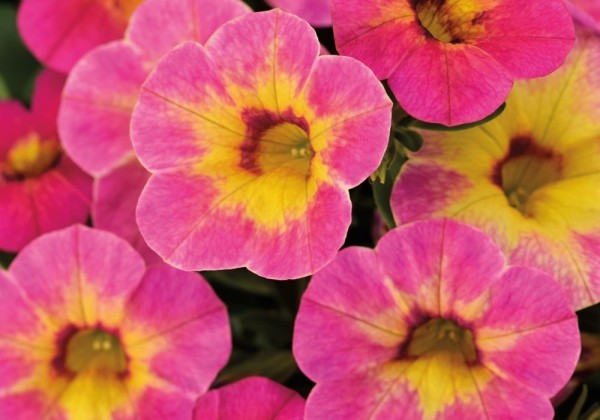 Calibrachoa hybrida Chameleon Tart Deco (12cm)