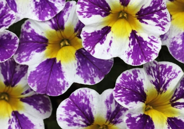 Calibrachoa hybrida Candy Shop Grape Splash (XXL)