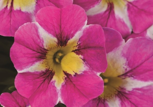 Calibrachoa hybrida Candy Shop Candy Crush (12cm)