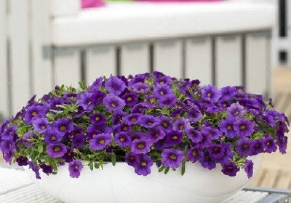 Calibrachoa hybrida Calipetite Blue