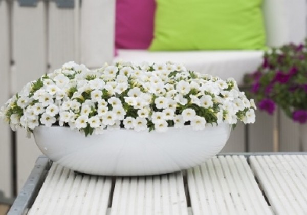 Calibrachoa hybrida Calipetite White