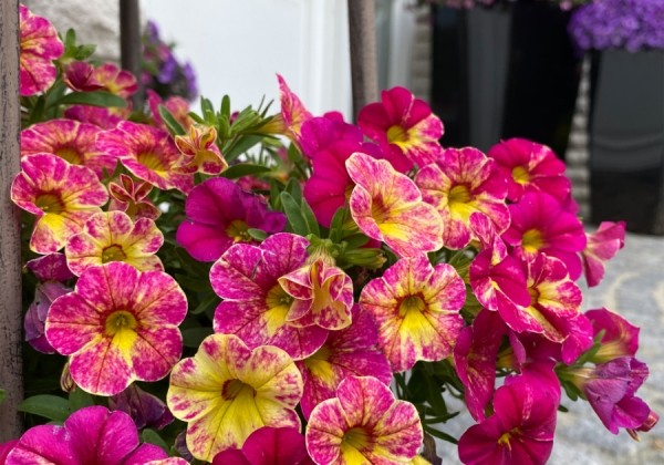 Calibrachoa hybrida Chameleon Pink Splash (XXL) Improved