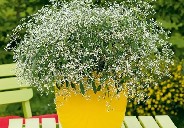 Chamaesyce hypericifolia Diamond Frost