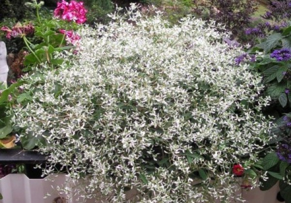 Chamaesyce hypericifolia Kilimanscharo