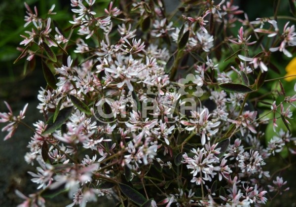 Chamaesyce hypericifolia Mont Blanc