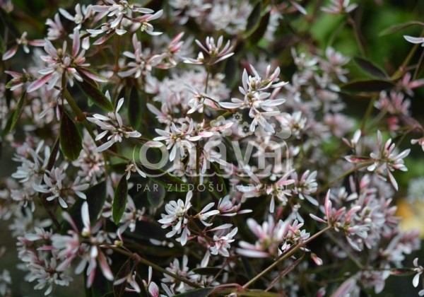 Chamaesyce hypericifolia Mont Blanc