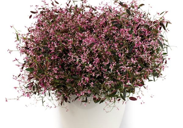 Chamaesyce hypericifolia Starblast Pink