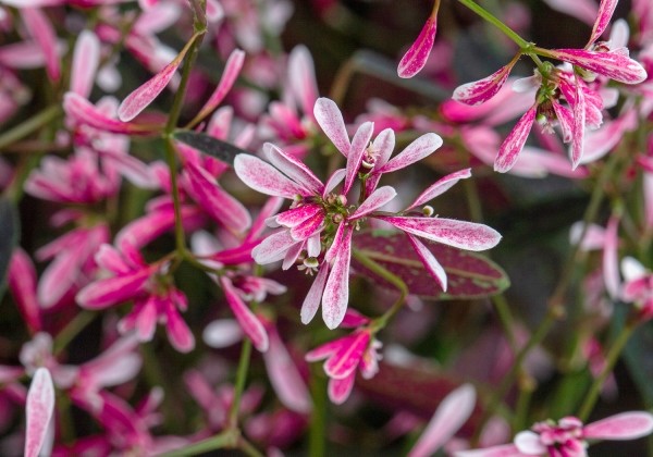Chamaesyce hypericifolia Starblast Pink