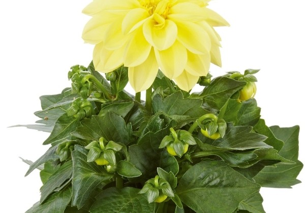 Dahlia hortensis Imagine Yellow