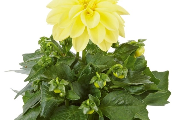 Dahlia hortensis Imagine Yellow