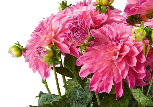 Dahlia hortensis Imagine XL Pink