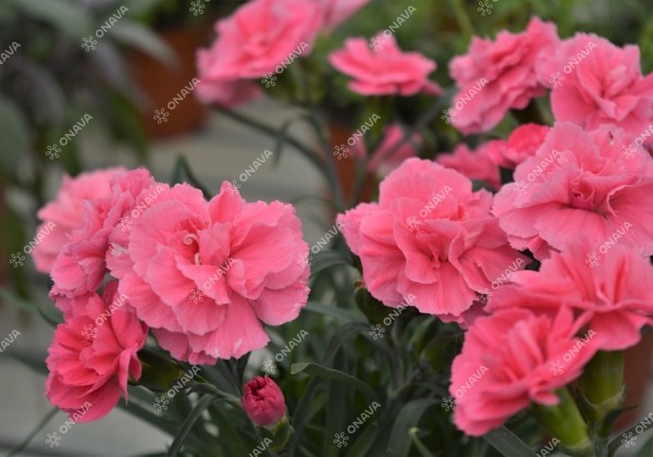 Dianthus caryophyllus Dinamic Pink