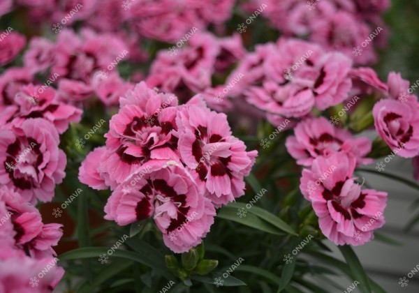 Dianthus caryophyllus Dinamic Pink Eye (12cm)