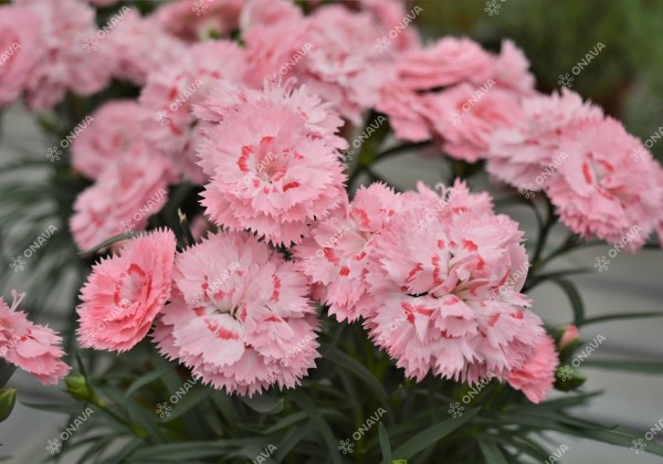 Dianthus caryophyllus Dinamic Peachy Pink