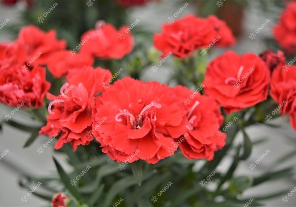 Dianthus caryophyllus Dinamic Red
