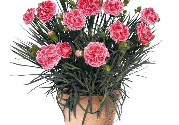 Dianthus caryophyllus Perfume Pinks Coral Reef
