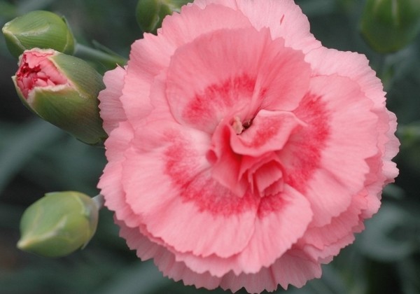 Dianthus caryophyllus Perfume Pinks Romance