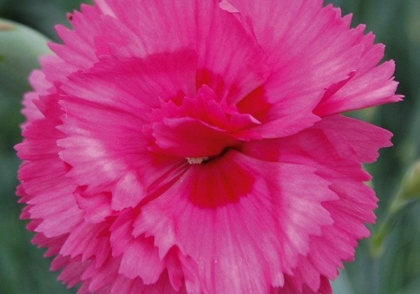 Dianthus caryophyllus Perfume Pinks Slap`n Tickle (12cm)