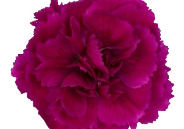Dianthus caryophyllus Dinamic Violet