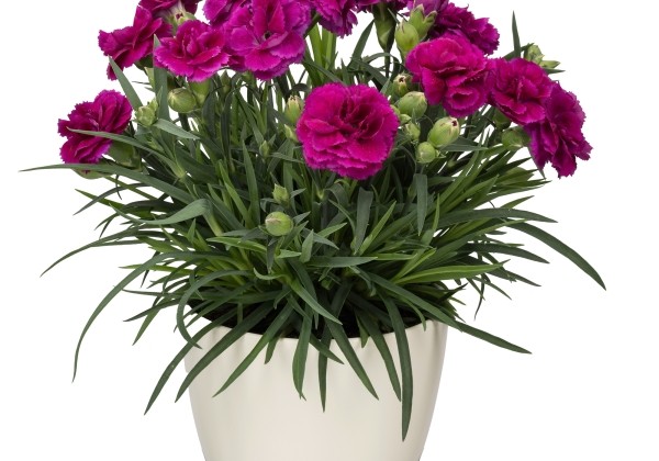 Dianthus caryophyllus Dinamic Violet