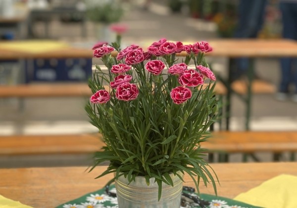 Dianthus caryophyllus Dinamic Burgundy Bicolor