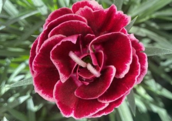 Dianthus caryophyllus Dinamic Burgundy Bicolor