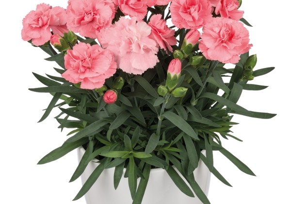 Dianthus caryophyllus Dinamic Rose