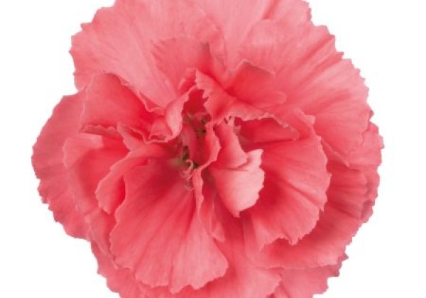 Dianthus caryophyllus Dinamic Rose