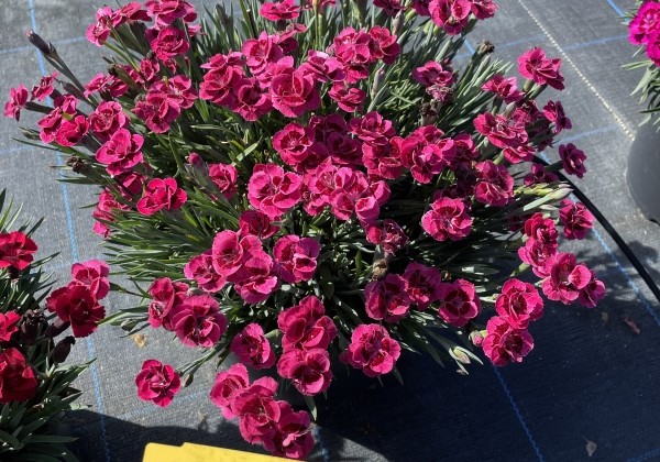 Dianthus caryophyllus Dancing Jive (12 cm)