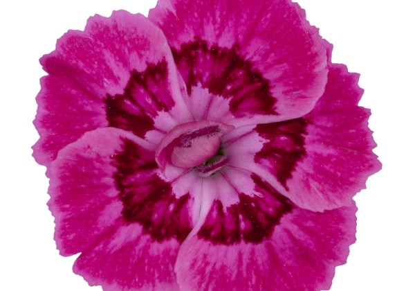 Dianthus caryophyllus Dancing Jive (12 cm)