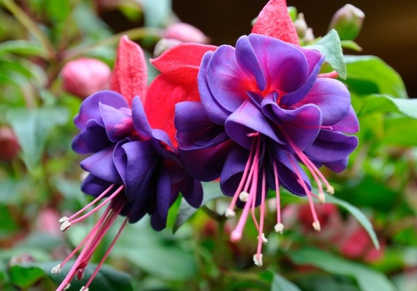 Fuchsia hybrida Winston Churchill (stāva)