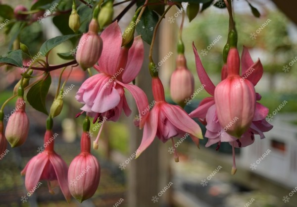 Fuchsia hybrida Pink Galore (nokarena XXL)
