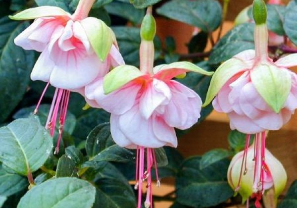 Fuchsia hybrida Southgate (nokarena)