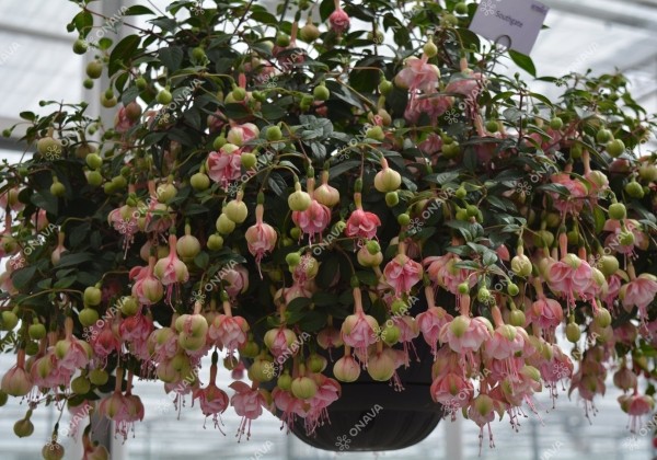 Fuchsia hybrida Southgate (nokarena)