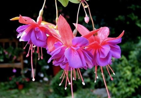Fuchsia hybrida Voodoo (stāva)