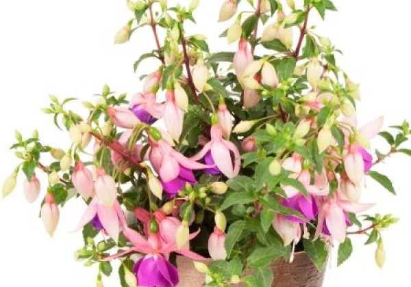 Fuchsia hybrida Summermelody Sunmarcos (stāva)