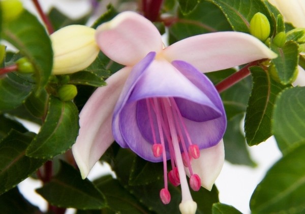 Fuchsia hybrida Jollies Macon (stāva)