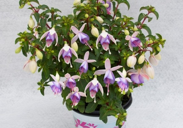 Fuchsia hybrida Jollies Macon (stāva)