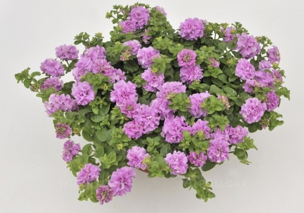 Petunia atkinsiana Surfinia Double Lilac