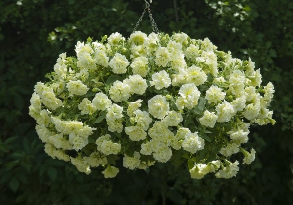 Petunia atkinsiana Tumbelina Susanna (XXL)