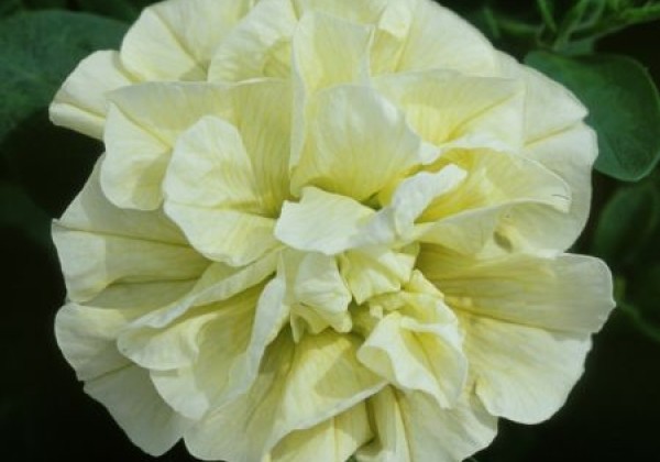Petunia atkinsiana Tumbelina Susanna (XXL)