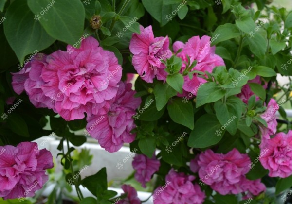 Petunia atkinsiana Tumbelina Candyfloss (12cm)
