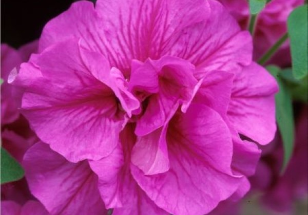 Petunia atkinsiana Tumbelina Candyfloss (12cm)