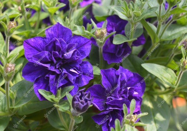 Petunia atkinsiana Tumbelina Belinda (XXL)
