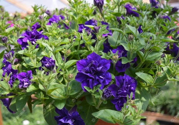 Petunia atkinsiana Tumbelina Belinda (XXL)