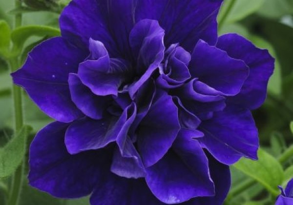 Petunia atkinsiana Tumbelina Belinda (XXL)