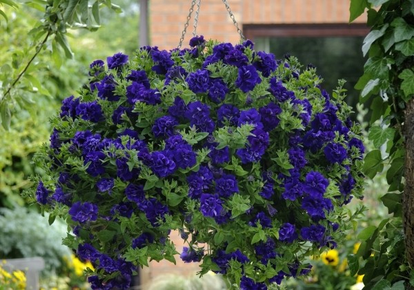 Petunia atkinsiana Tumbelina Belinda (XXL)