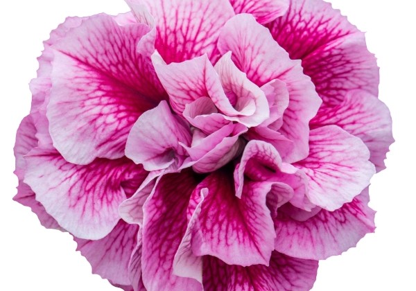 Petunia atkinsiana Tumbelina Francesca (12 cm)