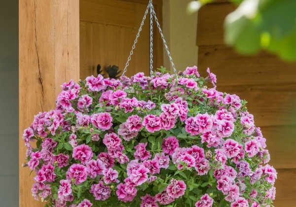 Petunia atkinsiana Tumbelina Francesca (12 cm)