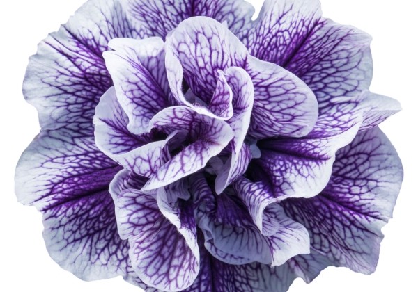 Petunia atkinsiana Tumbelina Priscilla Pro (XXL)